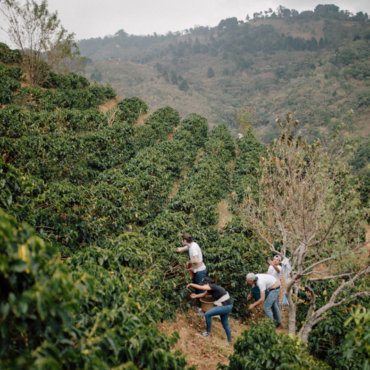 Farmers picking coffee cherries on hillside