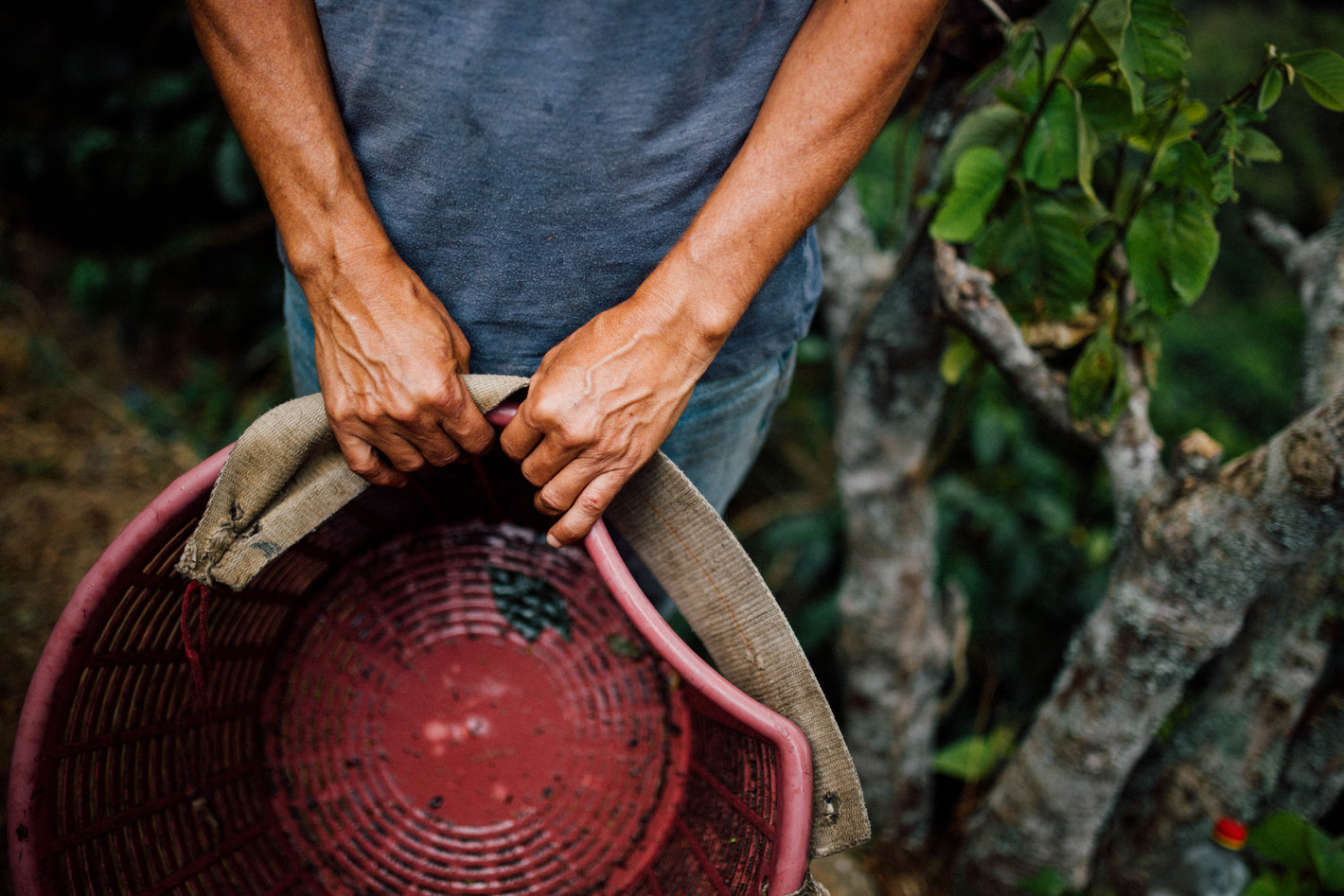 farmer carryings coffee beans basket